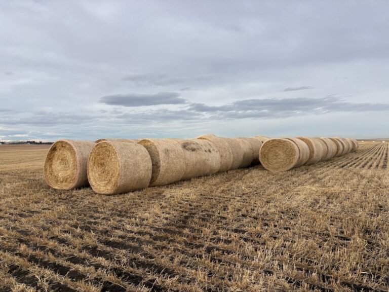 Hay bales for sale