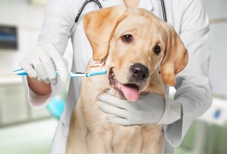 Dental